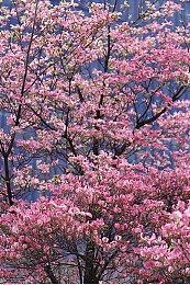 神谷英树：任天堂从未限制过《猎天使魔女》系列的裸露度